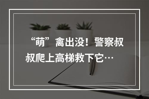 “萌”禽出没！警察叔叔爬上高梯救下它…