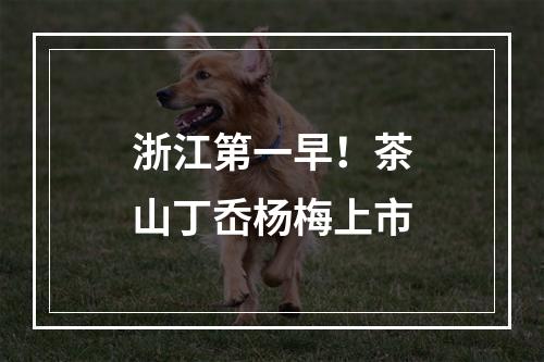 浙江第一早！茶山丁岙杨梅上市