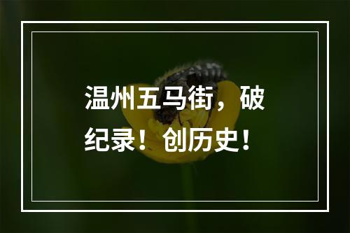 温州五马街，破纪录！创历史！