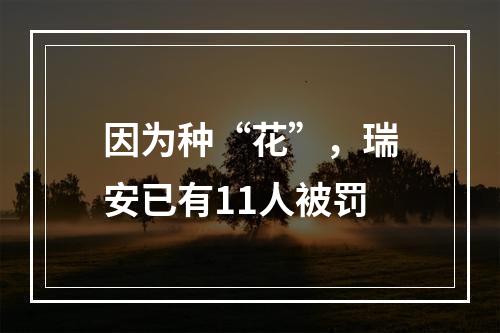 因为种“花”，瑞安已有11人被罚