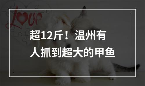 超12斤！温州有人抓到超大的甲鱼