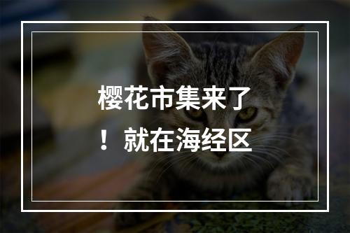 樱花市集来了！就在海经区