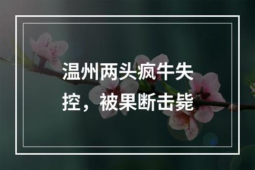 温州两头疯牛失控，被果断击毙