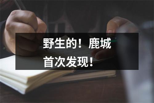 野生的！鹿城首次发现！