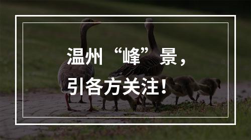 温州“峰”景，引各方关注！