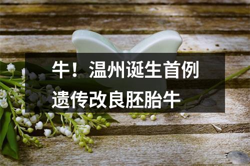 牛！温州诞生首例遗传改良胚胎牛