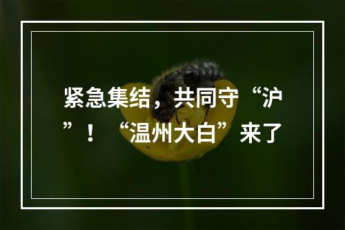 紧急集结，共同守“沪”！“温州大白”来了