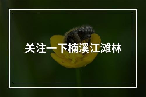 关注一下楠溪江滩林