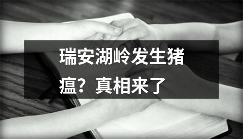 瑞安湖岭发生猪瘟？真相来了