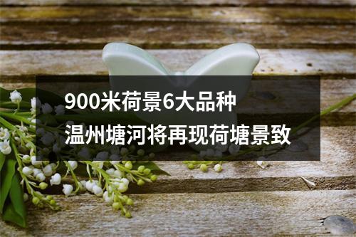 900米荷景6大品种 温州塘河将再现荷塘景致