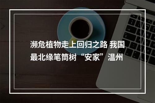 濒危植物走上回归之路 我国最北缘笔筒树“安家”温州