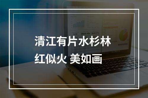 清江有片水杉林 红似火 美如画