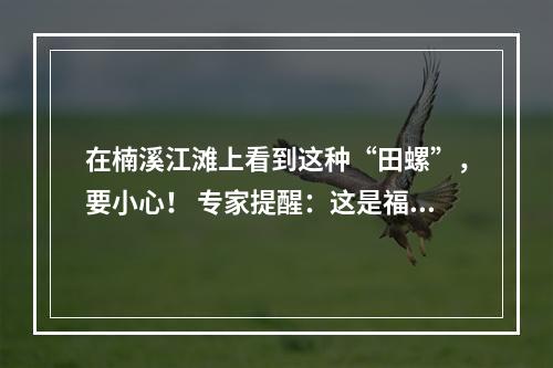在楠溪江滩上看到这种“田螺”，要小心！ 专家提醒：这是福寿螺，切记勿捞勿食