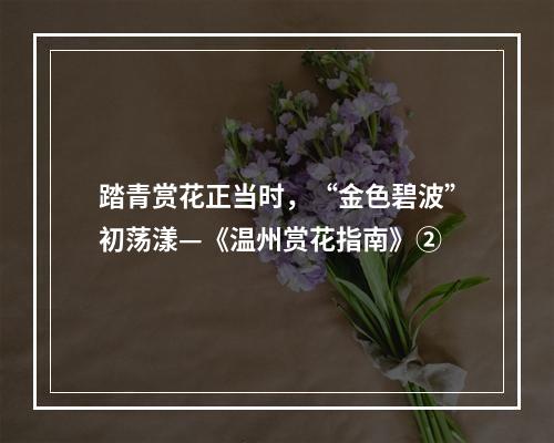 踏青赏花正当时，“金色碧波”初荡漾—《温州赏花指南》②