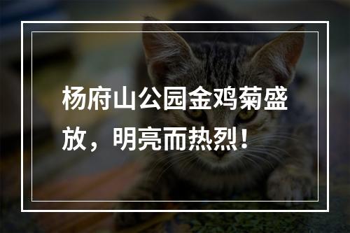 杨府山公园金鸡菊盛放，明亮而热烈！