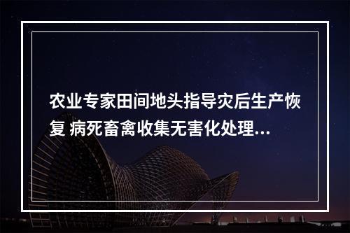 农业专家田间地头指导灾后生产恢复 病死畜禽收集无害化处理完成