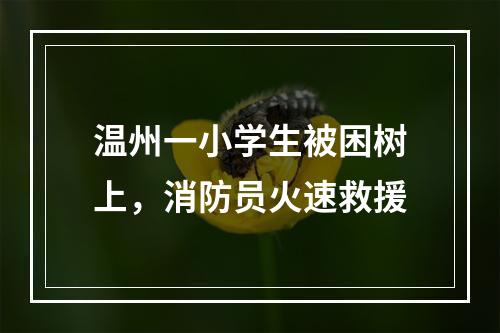 温州一小学生被困树上，消防员火速救援