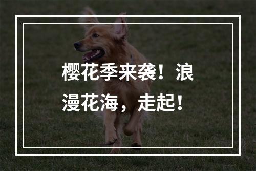 樱花季来袭！浪漫花海，走起！