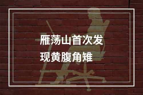 雁荡山首次发现黄腹角雉