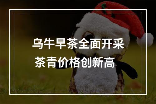 乌牛早茶全面开采 茶青价格创新高