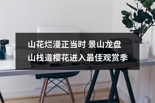 山花烂漫正当时 景山龙盘山栈道樱花进入最佳观赏季