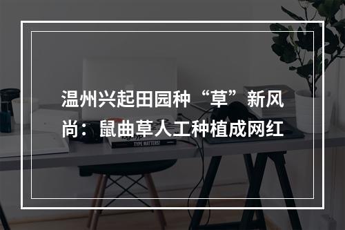 温州兴起田园种“草”新风尚：鼠曲草人工种植成网红