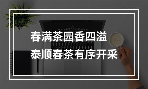 春满茶园香四溢 泰顺春茶有序开采