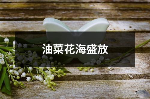油菜花海盛放