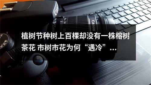 植树节种树上百棵却没有一株榕树茶花 市树市花为何“遇冷”？