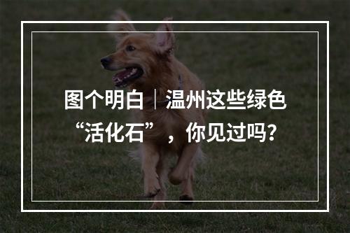 图个明白｜温州这些绿色“活化石”，你见过吗？