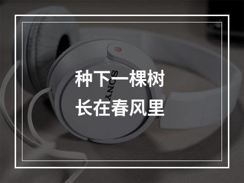 种下一棵树 长在春风里