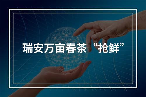 瑞安万亩春茶“抢鲜”