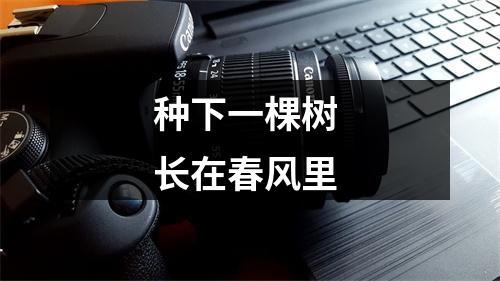种下一棵树 长在春风里