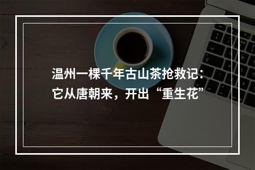 温州一棵千年古山茶抢救记：它从唐朝来，开出“重生花”