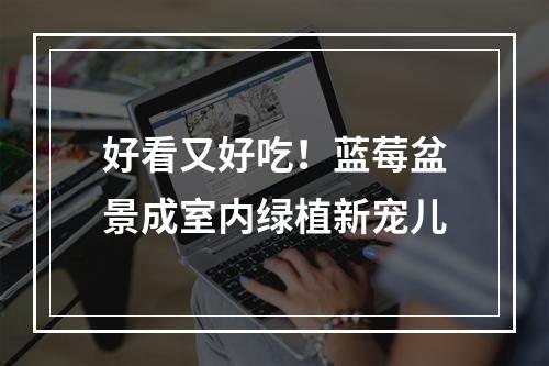 好看又好吃！蓝莓盆景成室内绿植新宠儿