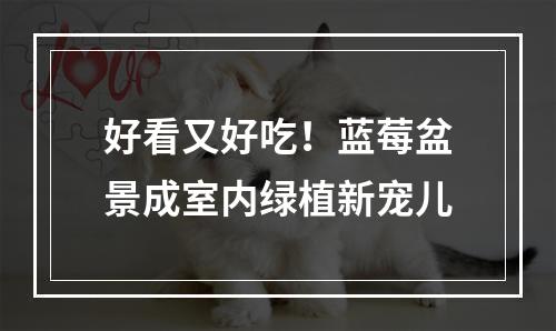 好看又好吃！蓝莓盆景成室内绿植新宠儿