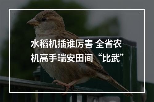 水稻机插谁厉害 全省农机高手瑞安田间“比武”