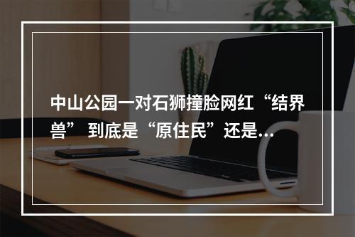 中山公园一对石狮撞脸网红“结界兽” 到底是“原住民”还是“外来客”？