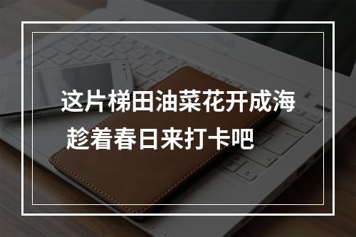 这片梯田油菜花开成海 趁着春日来打卡吧