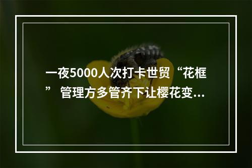 一夜5000人次打卡世贸“花框” 管理方多管齐下让樱花变美