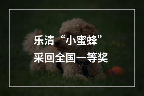 乐清“小蜜蜂” 采回全国一等奖