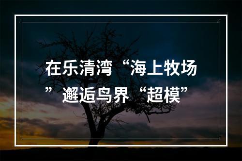 在乐清湾“海上牧场”邂逅鸟界“超模”