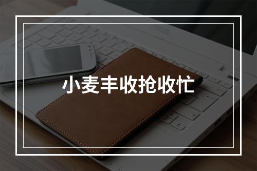 小麦丰收抢收忙