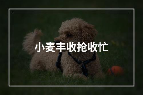 小麦丰收抢收忙