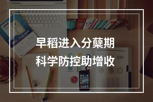 早稻进入分蘖期 科学防控助增收