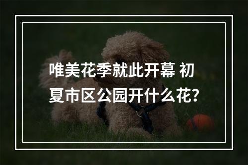 唯美花季就此开幕 初夏市区公园开什么花？
