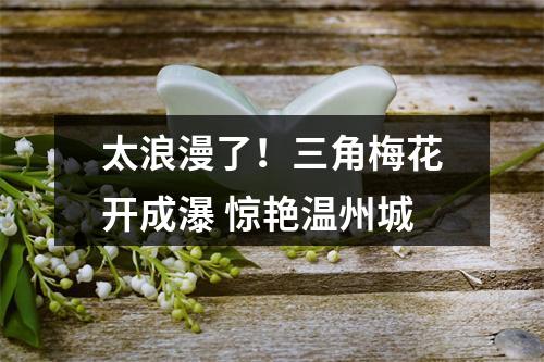 太浪漫了！三角梅花开成瀑 惊艳温州城