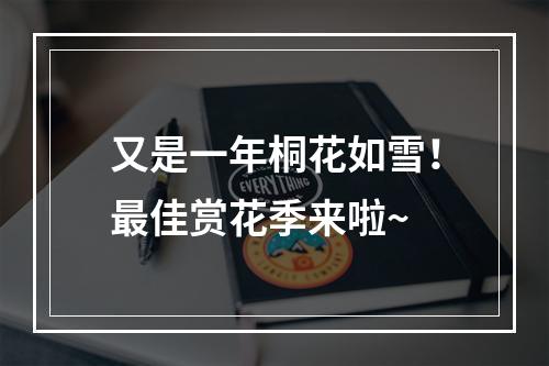 又是一年桐花如雪！最佳赏花季来啦~