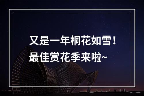 又是一年桐花如雪！最佳赏花季来啦~