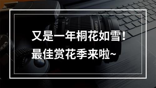 又是一年桐花如雪！最佳赏花季来啦~